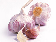 https://www.avogel.ca/images/plants_new/Allium%20sativum.jpg?m=1352895195