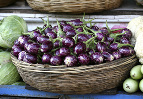 Harvest eggplant