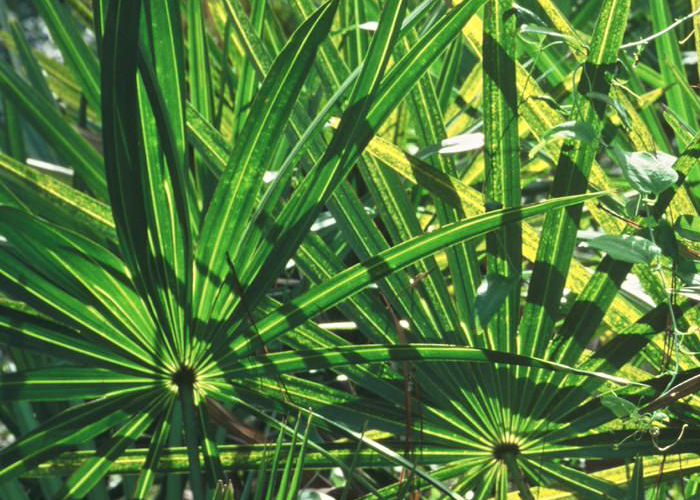 Enlarged prostate? A conversation on herbal relief with Saw Palmetto