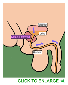 Normal Prostate Small